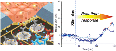 Graphical abstract: A photonic biosensor-integrated tissue chip platform for real-time sensing of lung epithelial inflammatory markers