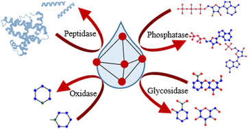 Graphical abstract: MOF catalysis meets biochemistry: molecular insights from the hydrolytic activity of MOFs towards biomolecules