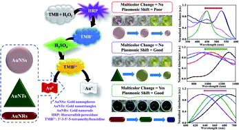 Graphical abstract: Shape dependent sensing potential of gold nanoparticles in etching based multicolorimetric plasmonic-ELISA