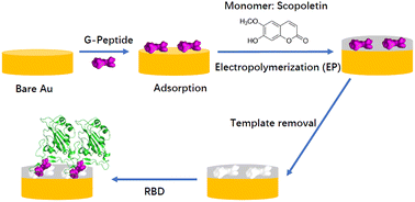 Graphical abstract: How an ACE2 mimicking epitope-MIP nanofilm recognizes template-related peptides and the receptor binding domain of SARS-CoV-2