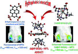 Graphical abstract: Studies of the hydrophobic interaction between a pyrene-containing dye and a tetra-aza macrocyclic gadolinium complex