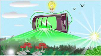 Graphical abstract: Plant- and fungi-inspired hierarchical structures as electrode materials: a review