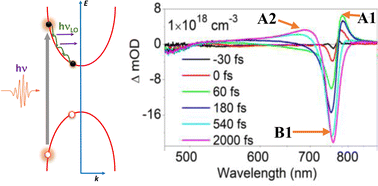 Graphical abstract: Charge carrier dynamics and transient spectral evolutions in lead halide perovskites