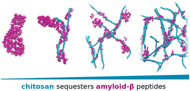 Graphical abstract: Mechanistic insights into the inhibition of amyloid-β aggregation by chitosan