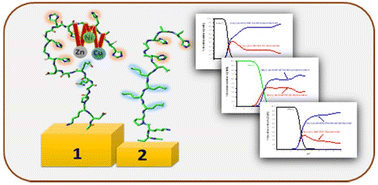 Graphical abstract: Exploring binding preferences: Cu(ii), Ni(ii), and Zn(ii) complexes of mycobacterial GroEL1 His-rich and Glu/His-rich domains