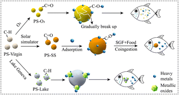 Graphical abstract: Adsorption of copper by naturally and artificially aged polystyrene microplastics and subsequent release in simulated gastrointestinal fluid