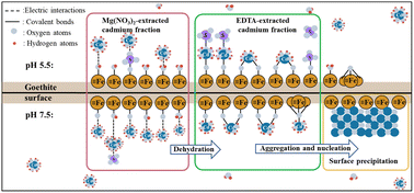 Graphical abstract: Chemical speciation and distribution of adsorbed Cd(ii) on goethite: influence of pH and sulfate