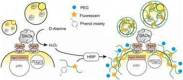 Graphical abstract: Directed evolution of Rhodotorula gracilisd-amino acid oxidase using single-cell hydrogel encapsulation and ultrahigh-throughput screening