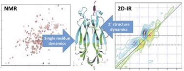 Graphical abstract: Modulation of IL-17 backbone dynamics reduces receptor affinity and reveals a new inhibitory mechanism