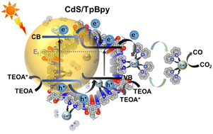 Graphical abstract: Design and synthesis of a covalent organic framework bridging CdS nanoparticles and a homogeneous cobalt–bipyridine cocatalyst for a highly efficient photocatalytic CO2 reduction