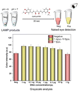 Graphical abstract: Curcumin – a natural colorant-based pH indicator for molecular diagnostics