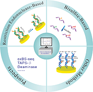 Graphical abstract: Strategies for the detection of site-specific DNA methylation and its application, opportunities and challenges in the field of electrochemical biosensors