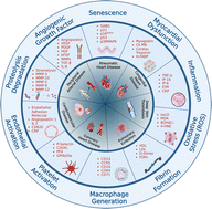 Graphical abstract: Advancements in electrochemical immunosensors towards point-of-care detection of cardiac biomarkers