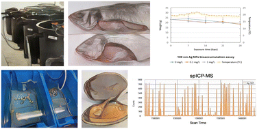 Graphical abstract: Bioaccumulation and human risk assessment of inorganic nanoparticles in aquaculture species