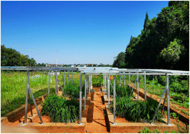 Graphical abstract: Solid phase silver sulfide nanoparticles contribute significantly to biotic silver in agricultural systems