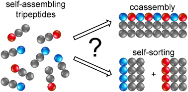 Graphical abstract: Co-assembled supramolecular hydrogels: nano-IR sheds light on tripeptide assemblies