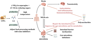 Graphical abstract: The neurotoxicity of acrylamide in ultra-processed foods: interventions of polysaccharides through the microbiota–gut–brain axis