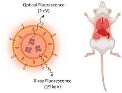 Graphical abstract: Liposome biodistribution mapping with in vivo X-ray fluorescence imaging