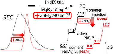 Graphical abstract: Association of Zn- and Mg-based chain transfer agents in coordinative chain transfer polymerizations of olefins for enhanced control and activity