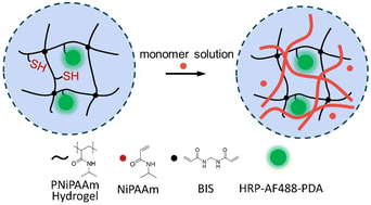 Graphical abstract: Enzymatic synthesis of semi-IPNs within hydrogel-based microfluidics