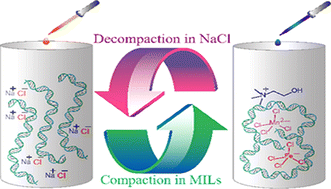 Graphical abstract: Critical assessment of interactions between ct-DNA and choline-based magnetic ionic liquids: evidences of compaction