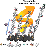 Graphical abstract: Films of linear conjugated polymer as photoanodes for oxidation reactions