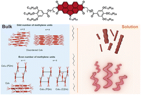 Graphical abstract: Supramolecular polymerization and bulk properties relationship in ester-functionalized N-annulated perylenediimides