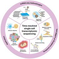 Graphical abstract: Time-resolved single-cell transcriptomic sequencing