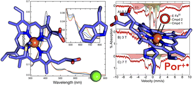 Graphical abstract: Reactivity of canonical bacterial cytochrome c peroxidases: insights into the electronic structure of compound I
