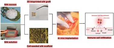 Graphical abstract: Immune response profiles induced by silk-based biomaterials: a journey from ‘immunogenicity’ towards ‘immuno-compatibility