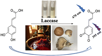Graphical abstract: A highly sensitive caffeic acid fluorescent probe for detecting laccase in grape juice and mushrooms