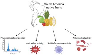 Graphical abstract: Fruits native to South America: a narrative review of their biological properties and chemical profiles