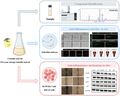Graphical abstract: Anti-inflammatory effects of Camellia seed oil on zebrafish and RAW264.7 cells studied using an in vitro bioassay