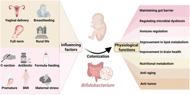 Graphical abstract: The composition, influencing factors, and physiological functions of bifidobacteria in the infant gut: a review
