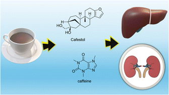 Graphical abstract: Coffee phytochemicals and their protective roles in hepatic and renal disorders: a review