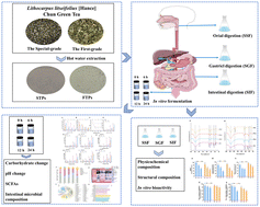 Graphical abstract: In vitro simulated digestion and fermentation of Lithocarpus litseifolius [Hance] Chun green tea polysaccharides and their modulation of the gut microbiota
