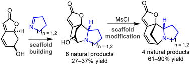 Graphical abstract: Biomimetic total synthesis of ten Securinega alkaloids