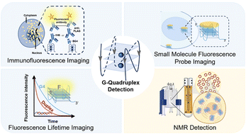 Graphical abstract: Precise detection of G-quadruplexs in living systems: principles, applications, and perspectives