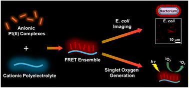 Graphical abstract: Ensembles of cationic conjugated polymer and anionic platinum(ii) complexes: from FRET properties to application studies in E. coli imaging and singlet oxygen generation