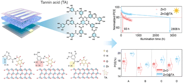 Graphical abstract: Tannic acid as a multifunctional bridge driving structural ordering and surface passivation of ZnO for over 20% efficiency inverted solar cells with improved stability