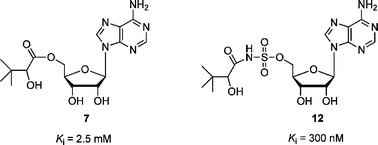 Graphical abstract: The design and synthesis of inhibitors of pantothenate synthetase