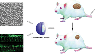 Graphical abstract: Curcumin-loaded biodegradable polymeric micelles for colon cancer therapy in vitro and in vivo