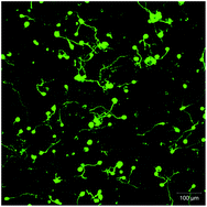 Graphical abstract: Synthetic hydrogel platform for three-dimensional culture of embryonic stem cell-derived motor neurons