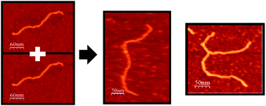 Graphical abstract: Monitoring the HIV-1 integrase enzymatic activity using atomic force microscopy in a 2LTR system