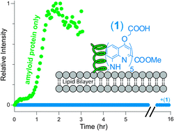 Graphical abstract: A foldamer approach to targeting membrane bound helical states of islet amyloid polypeptide