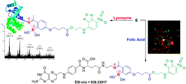 Graphical abstract: Targeting cancer cells with folic acid–iminoboronate fluorescent conjugates