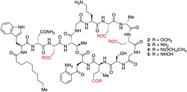 Graphical abstract: An efficient chemical synthesis of carboxylate-isostere analogs of daptomycin