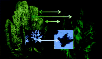 Graphical abstract: Bio-inspired ultrasound assisted construction of synthetic sponges