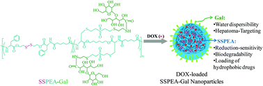 Graphical abstract: Reductively degradable α-amino acid-based poly(ester amide)-graft-galactose copolymers: facile synthesis, self-assembly, and hepatoma-targeting doxorubicin delivery