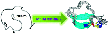 Graphical abstract: Metal ion mediated transition from random coil to β-sheet and aggregation of Bri2-23, a natural inhibitor of Aβ aggregation